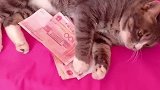 猫：铲屎的让开，休想偷走我的钱！