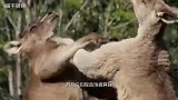 袋鼠看不惯山羊，上前一顿猛拳“爆头”，岂料山羊也是个暴脾气