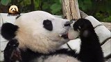 熊猫贝贝沉浸在吃水果棒冰的幸福中无法自拔，怎么能这么可爱？！