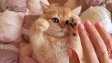 金渐层小毛绒球很可爱，主人爱不释手，给多少猫粮都不换