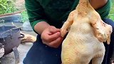山里人吃老母鸡