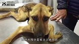 流浪狗瘦得皮包骨头，趴在路边求助，好心女孩收养后大变样