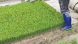 水稻苗原来是这样培育的，网友：长知识了