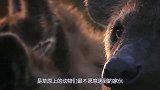 鬣狗群围攻母狮，遭到母狮同伴疯狂报复，鬣狗落荒而逃！
