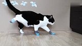 给猫咪穿上4只袜子，测试它的反应，看一次笑一次