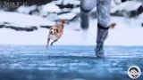 狗狗为救男主，寒天雪地跳进湖里，差点葬送自己的性命