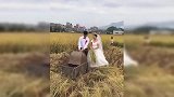 结婚当天，新郎新娘穿着婚纱礼服下田打谷子！