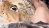 女生和猫咪的相爱相杀，不让我睡觉那就都别睡了