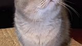 你们的小猪猪醒了吗