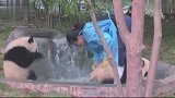 豹子在池边玩水，没想到惨遭饲养员“暗算”，接下来忍住不要笑！
