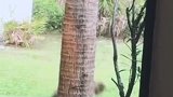 豹猫捉松鼠，树上来回的窜！