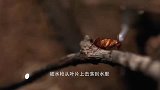 会“打枪”的鱼，依靠一招“高射炮”，横行江湖！