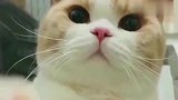 不要被橘猫的圆脸欺骗，它其实是瓜子脸