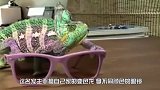 假如将变色龙放入水中，它会变成什么颜色眼见为实