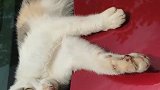 猫：走开点，别打扰我晒太阳！