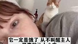 看不见的猫咪，每天都会默默的等主人醒来