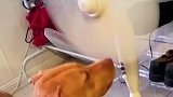 风扇的扇叶暴露在外，狗狗一直用鼻子试探扇叶