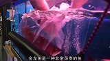 为金龙鱼美容，一条鱼收费上万元，比给人做美容还贵