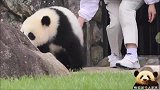 熊猫宝宝面对观众有点害羞，不想出外场，被奶妈抱出来，一脸幽怨