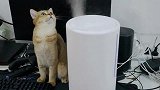 好奇猫猫第一次见加湿器，这是什么东西怎么摸不到！