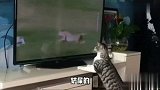 喵星人没事在家看电视，那眼神简直了