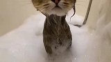 猫咪洗澡，可爱到爆炸