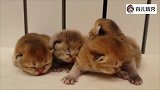 刚出生的小奶猫，眼睛还没睁开，声音倒很洪亮，萌化了！