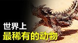 世界上最稀有的动物，会是什么样的全世界可能仅此一只