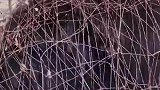 强大的铁丝网胜过蜘蛛网