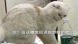 猫咪喜欢作死怎么办在线等，我很急的！