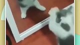 萌宠左看右看上看下看，朕真美！