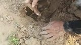 干涸的鱼塘下面藏着好多鱼