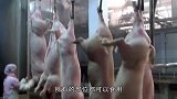 鲜猪肉和“死猪肉”有啥区别？老屠夫：三招就能辨别，别再买错！