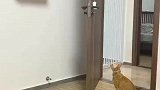 橘猫在家里玩跑酷，爬上房梁后通道被铲屎官关了