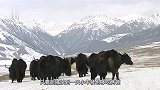 动物：雪豹偷袭小牛犊，牛妈妈气得上去就怼