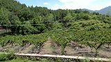 果香醇厚，脆甜可口，寨梁村种植的粹李，带给你纯粹的享受