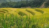 带你看看越南北部大山里的农村，跟云南山区好像