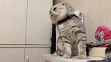 猫：主人你给我戴的啥，快给我取下来！