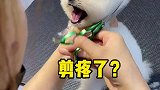大狮子变装秀茶杯犬