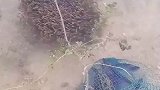 第一次见到这个场景，这鱼不敢吃了