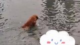 快乐真的会传染，边牧成功被带偏