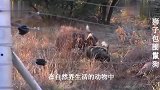 落单鬣狗误闯狮子领地，5头狮子悄悄埋伏，下一刻鬣狗悲剧了