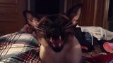 你这只小奶猫好皮啊，躲在行李箱里，真是太搞笑了吧！