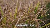 同样是人口大国，为啥中国满世界进口粮食，印度却是粮食出口国？