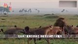 狭路相逢，落单的鬣狗与非洲野犬相逢！两只天涯沦落狗