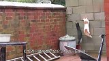 两只猫咪一起翻墙,动作完美同步,镜头拍下搞笑的一幕