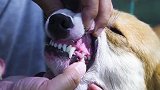 柯基犬也要做美容，眼睛和口腔护理很重要