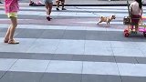 狗子：放开我，我不认识这个跳广场舞的大妈！