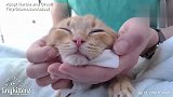 铲屎官给橘猫做热敷按摩，橘猫瘫着身体心安理得的享受