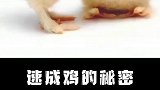 速成鸡的秘密，小鸡悲惨的一生